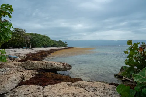 Sargazo — PLAYA SALADILLA (Sur)